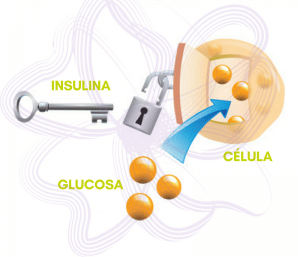 Trabajo de la INSULINA.