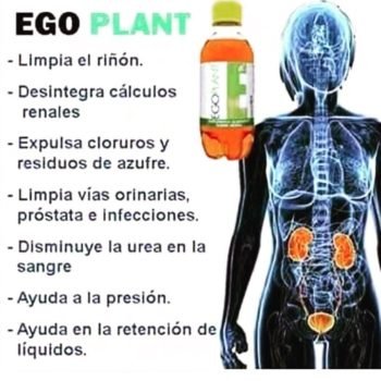 EGO PLANT y sus múltiples propiedades.
