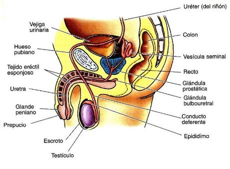 HOMO PLUS Y SUS BENEFICIOS