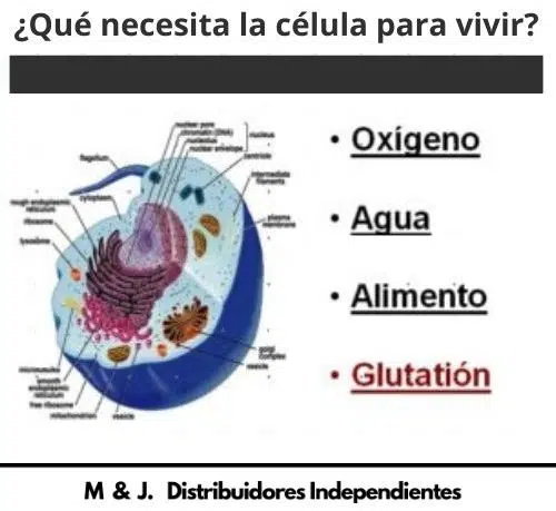 GLUTATIÓN, PRINCIPAL ANTIOXIDANTE.